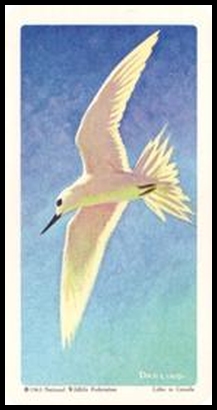 10 Fairy Tern